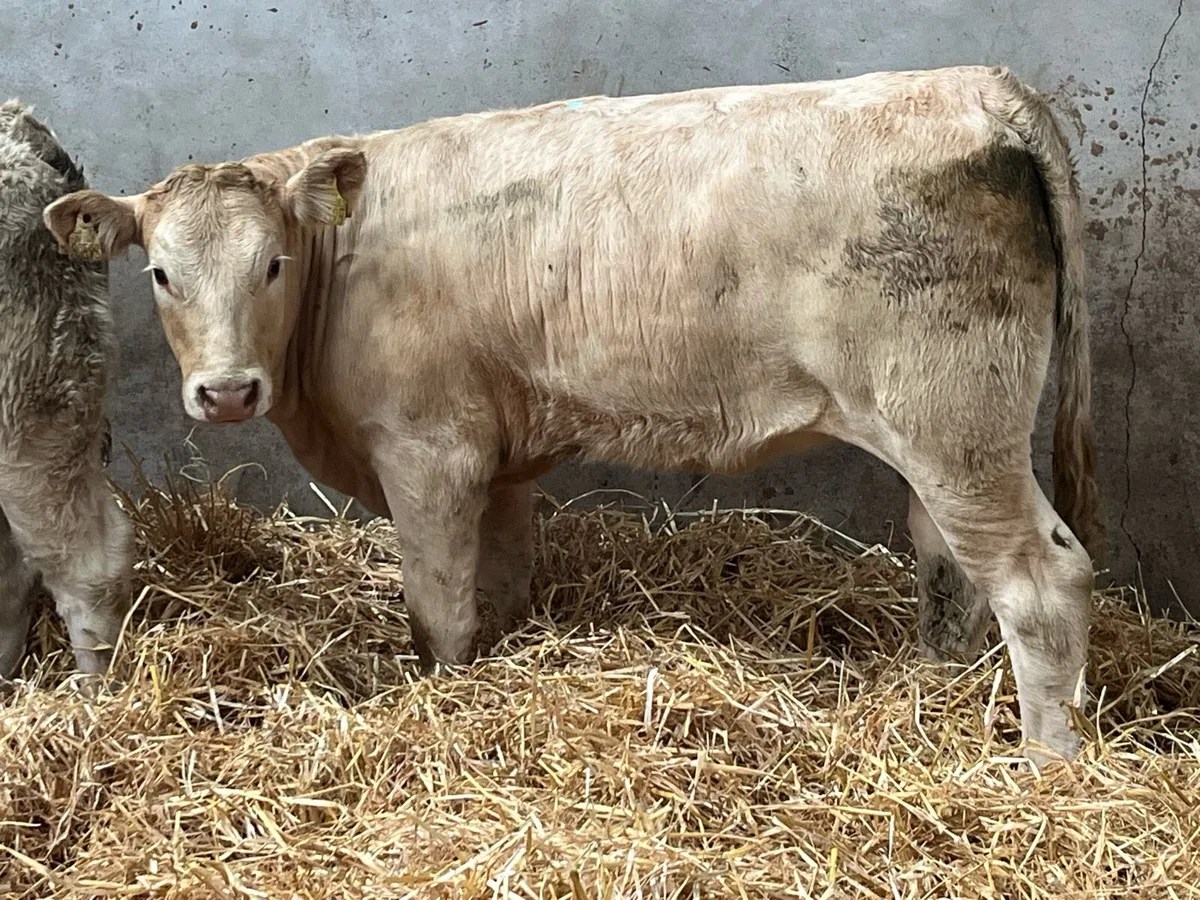 Super U Grade CH & LIM Heifer Weanlings - Image 2