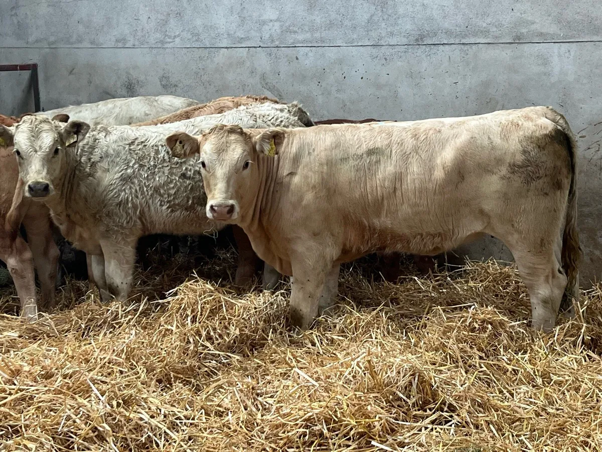 Super U Grade CH & LIM Heifer Weanlings - Image 3