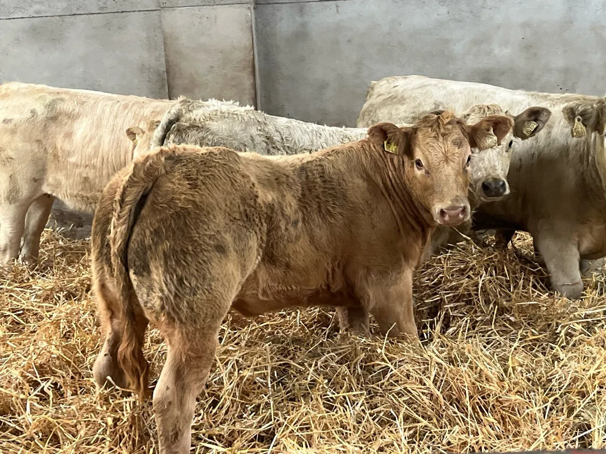 Super U Grade CH & LIM Heifer Weanlings - Image 1