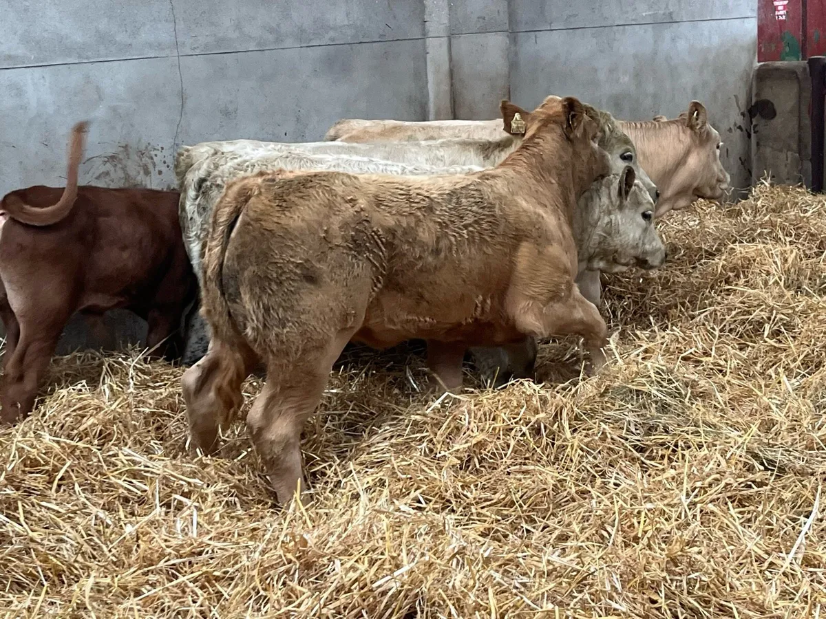 Super U Grade CH & LIM Heifer Weanlings - Image 4