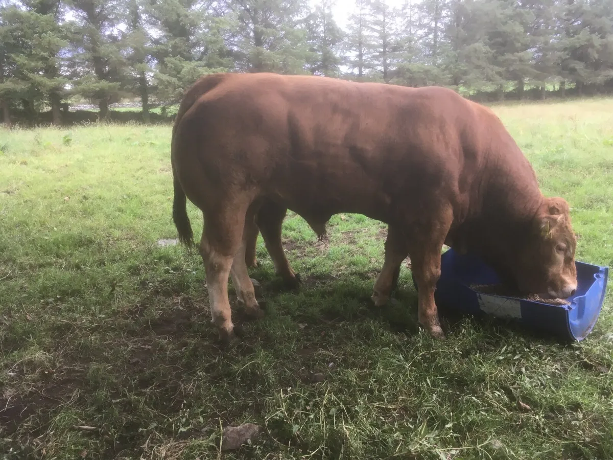 Pedigree registered Limousin bull - Image 2