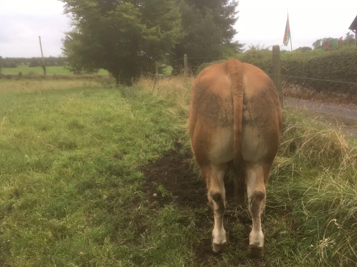 Pedigree registered Limousin bull - Image 3