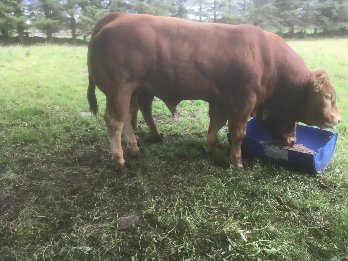 Pedigree registered Limousin bull - Image 4