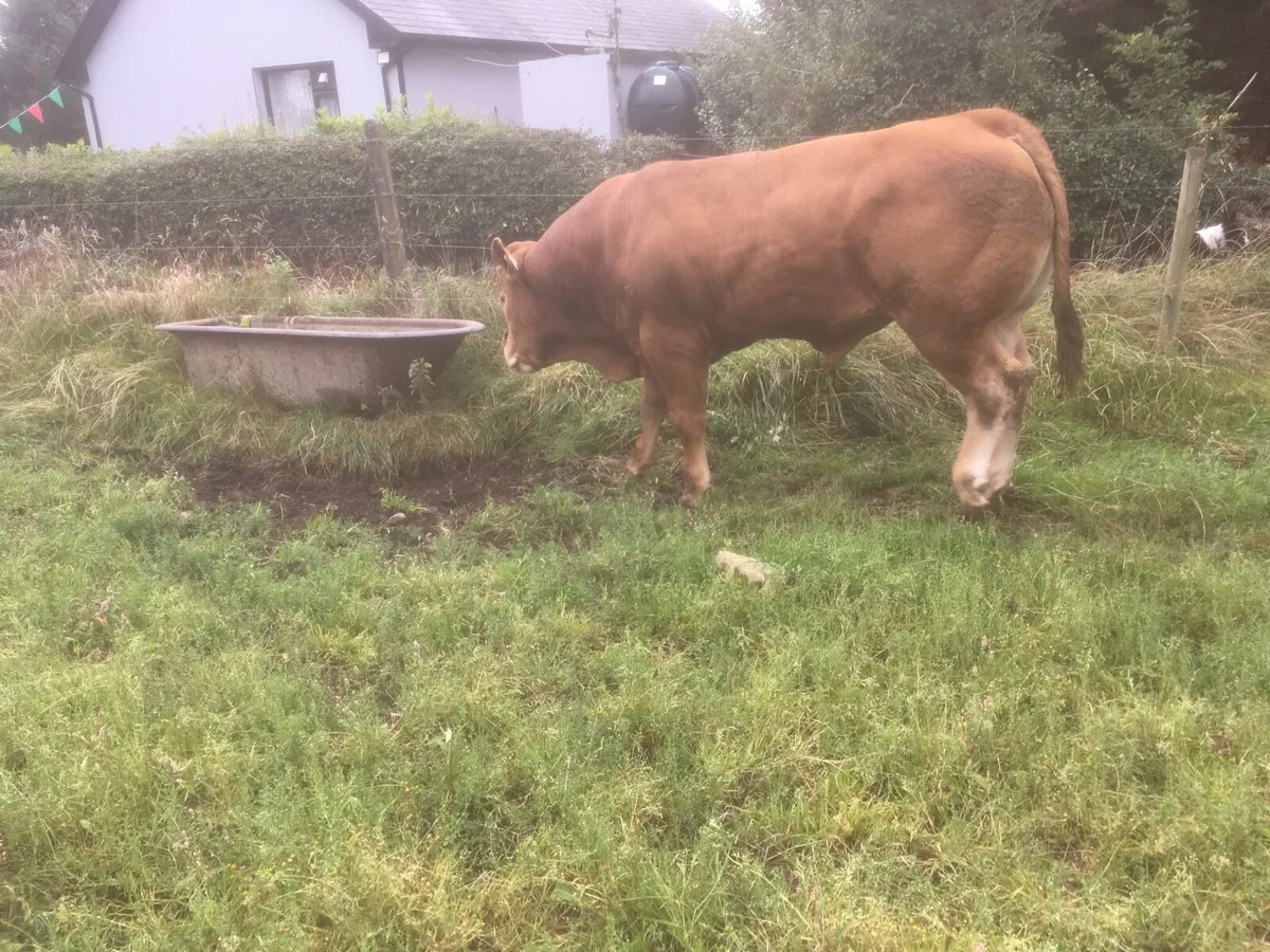 Pedigree registered Limousin bull - Image 1