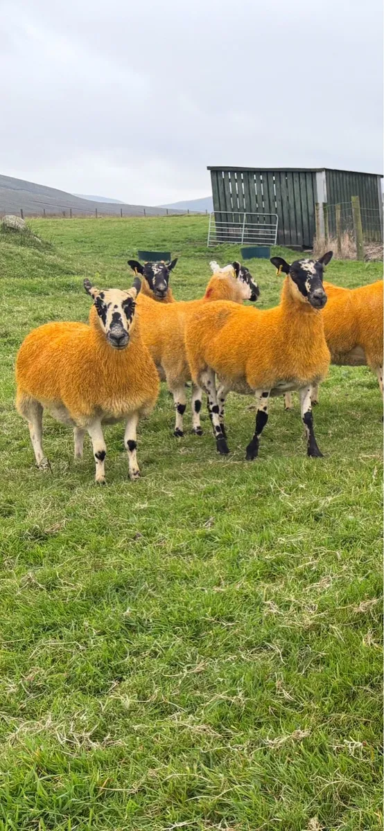 ⭐ Mule Hoggets ⭐ - Image 1