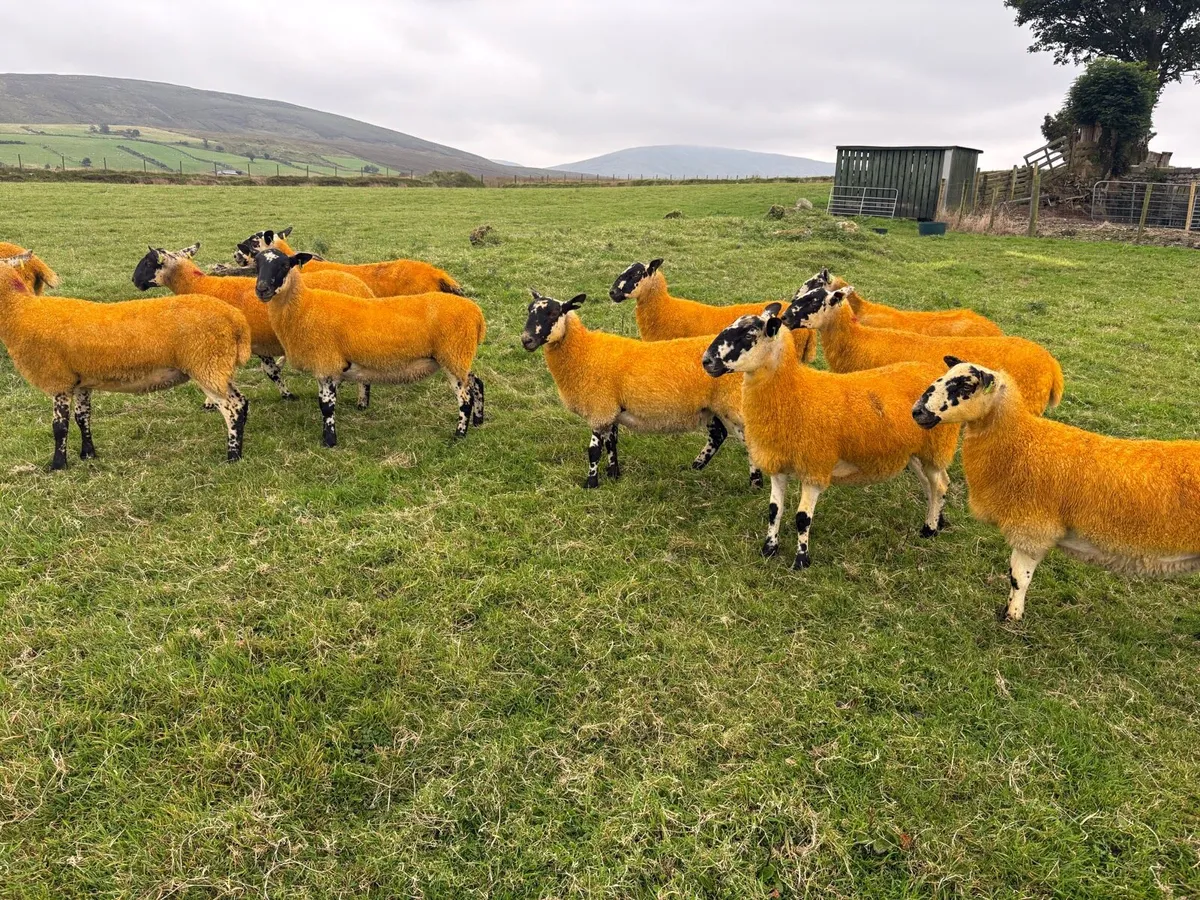 ⭐ Mule Hoggets ⭐ - Image 4