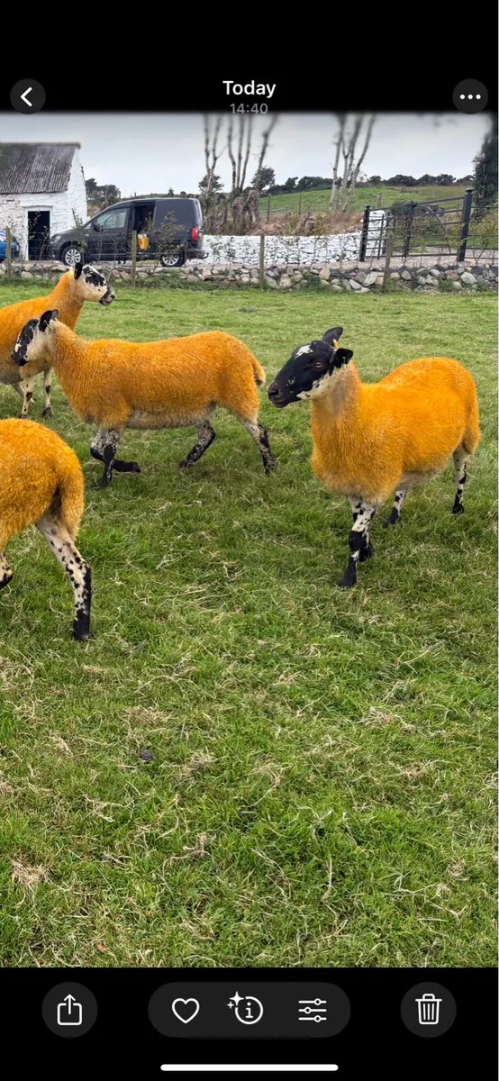⭐ Mule Hoggets ⭐ - Image 2