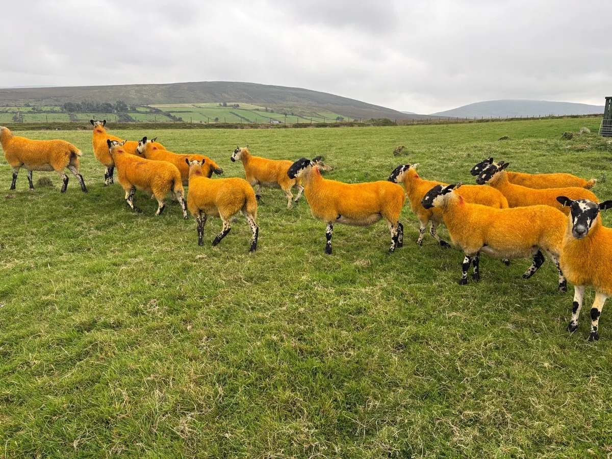 ⭐ Mule Hoggets ⭐ - Image 3
