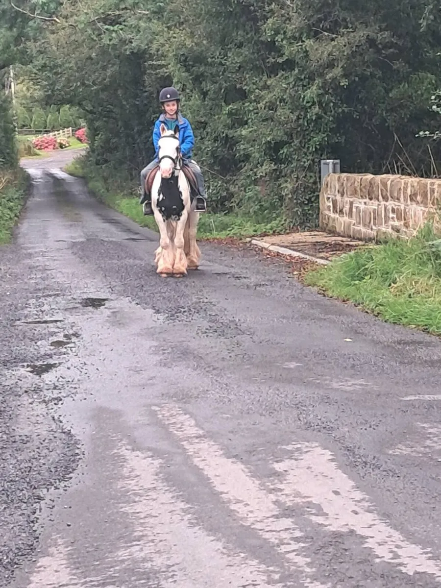 4 year old cob suitable for first pony - Image 2