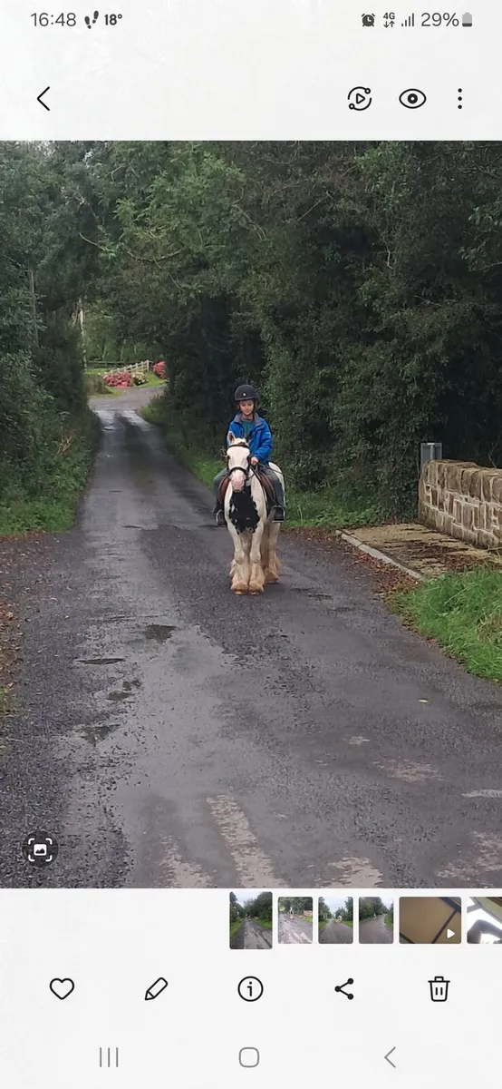 4 year old cob suitable for first pony - Image 1