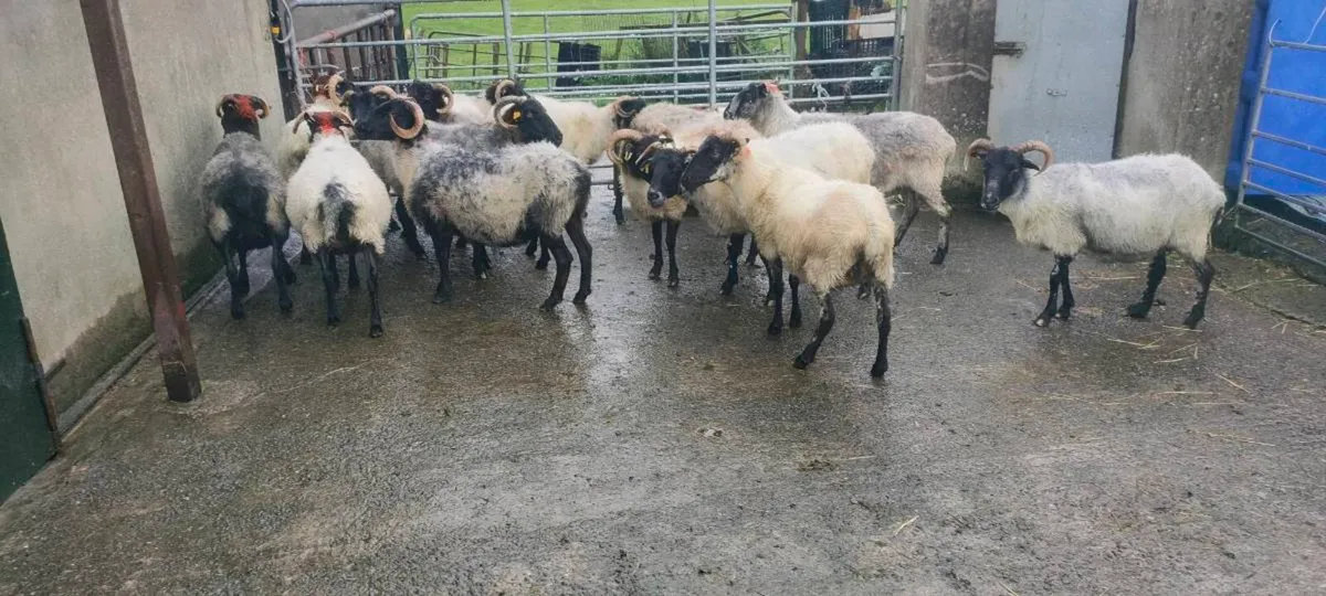 Full Mouth Ewes - Image 2
