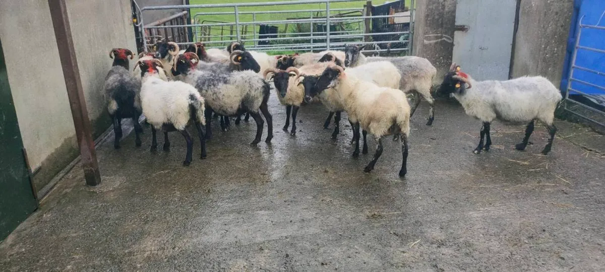 Full Mouth Ewes - Image 3