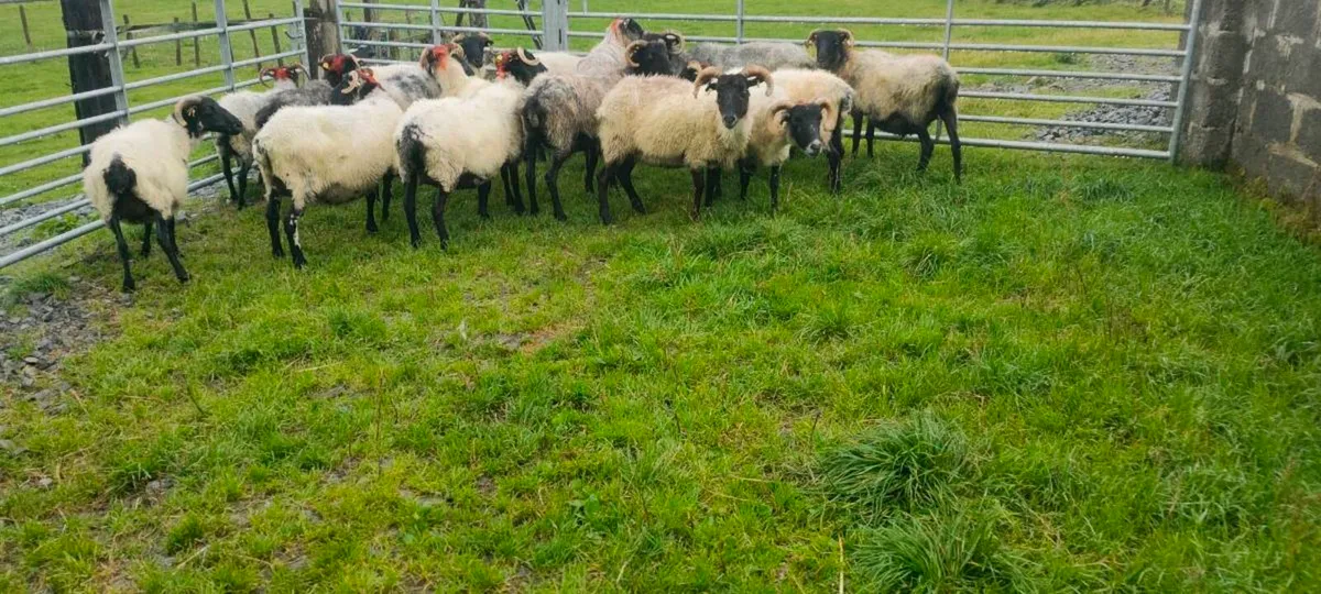 Full Mouth Ewes - Image 1