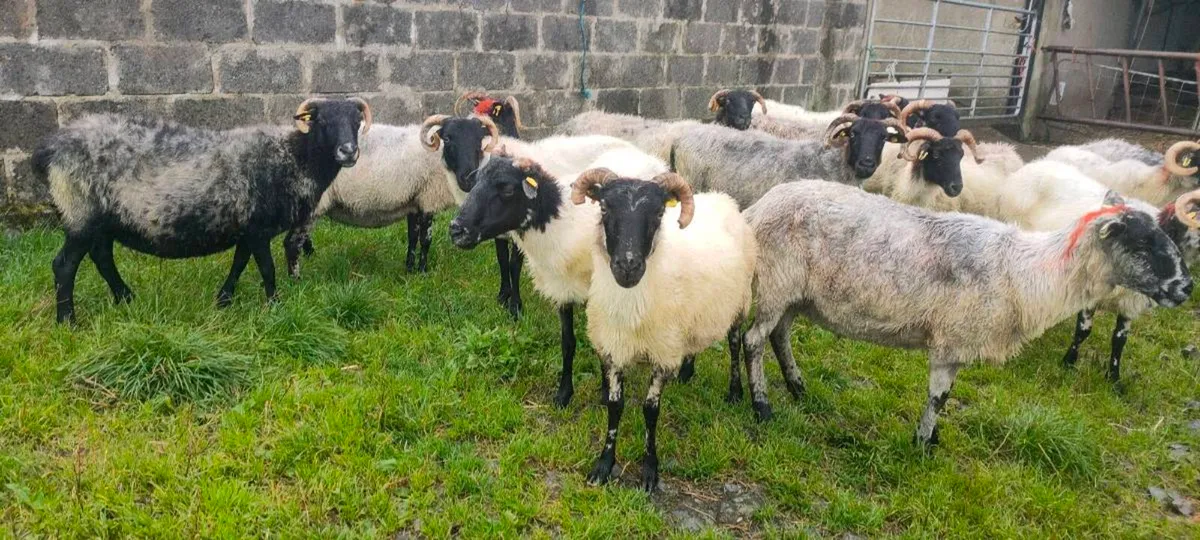 Full Mouth Ewes - Image 4