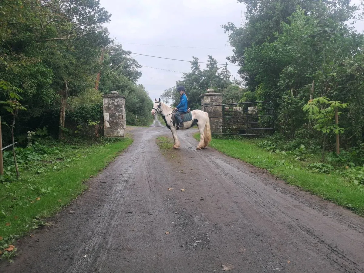 4 year old cob suitable for first pony - Image 3