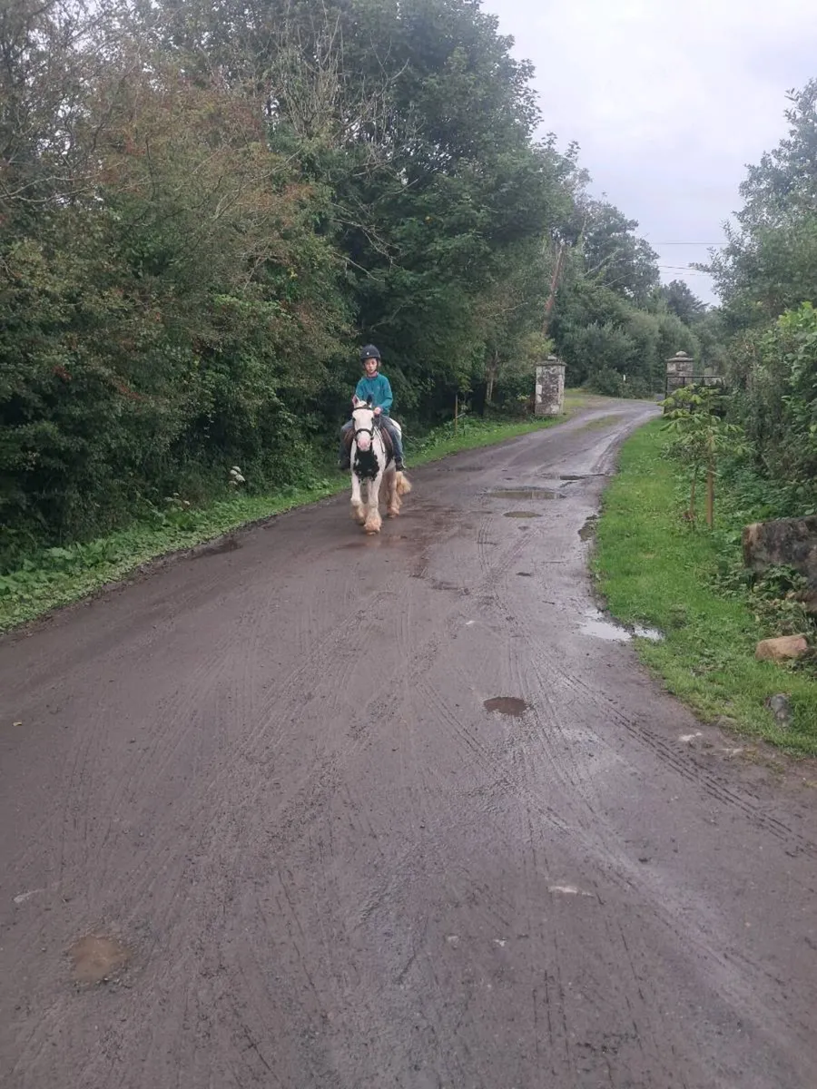 4 year old cob suitable for first pony - Image 4