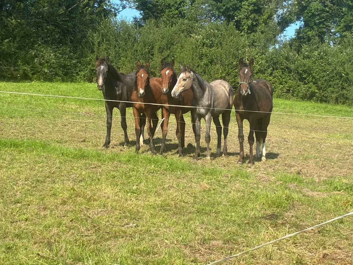 Horses