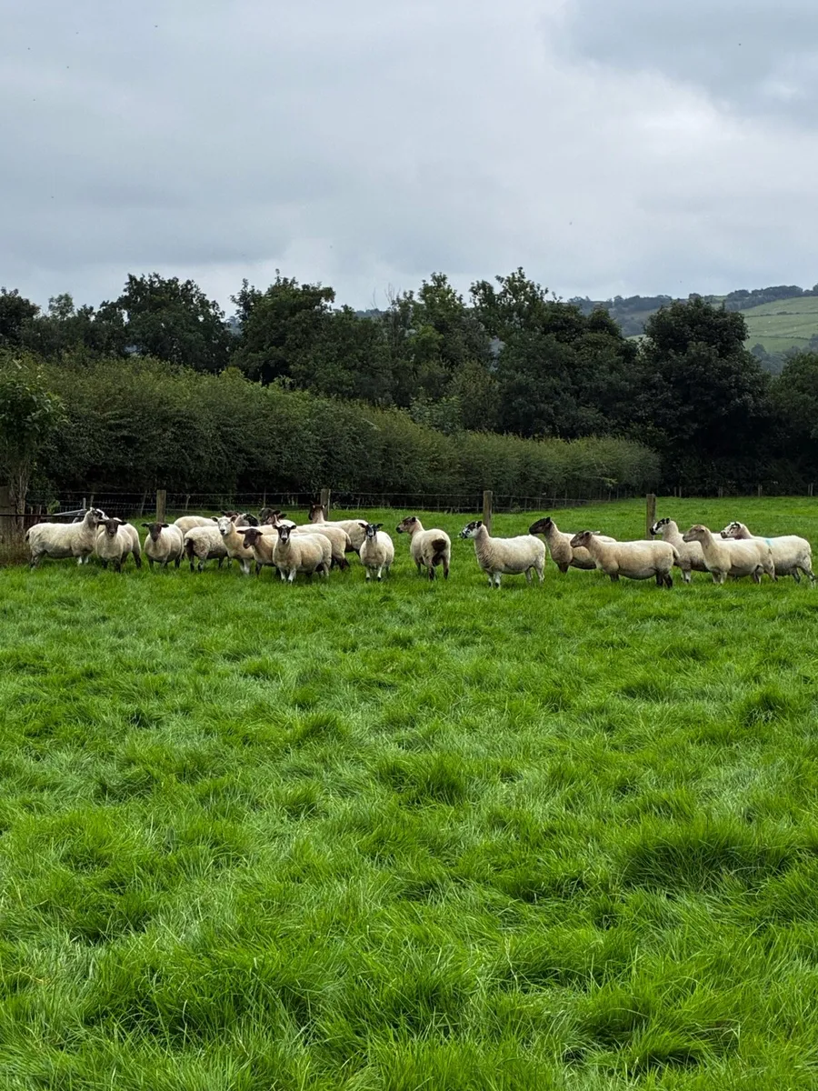Breeding ewes - Image 2