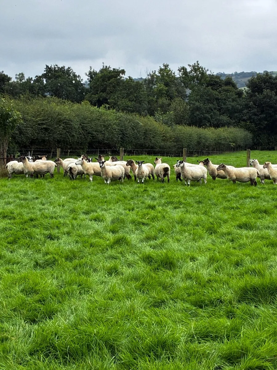 Breeding ewes - Image 3