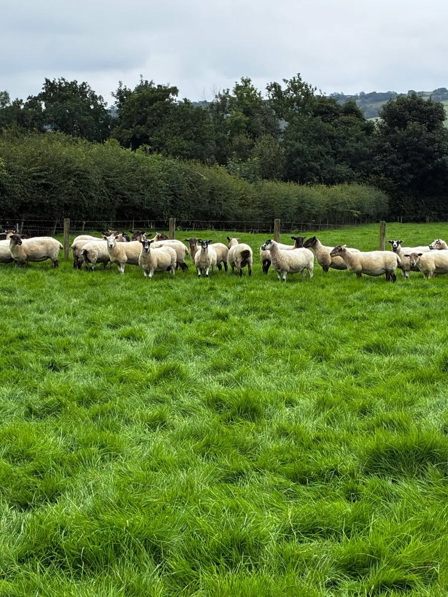 Breeding ewes - Image 4