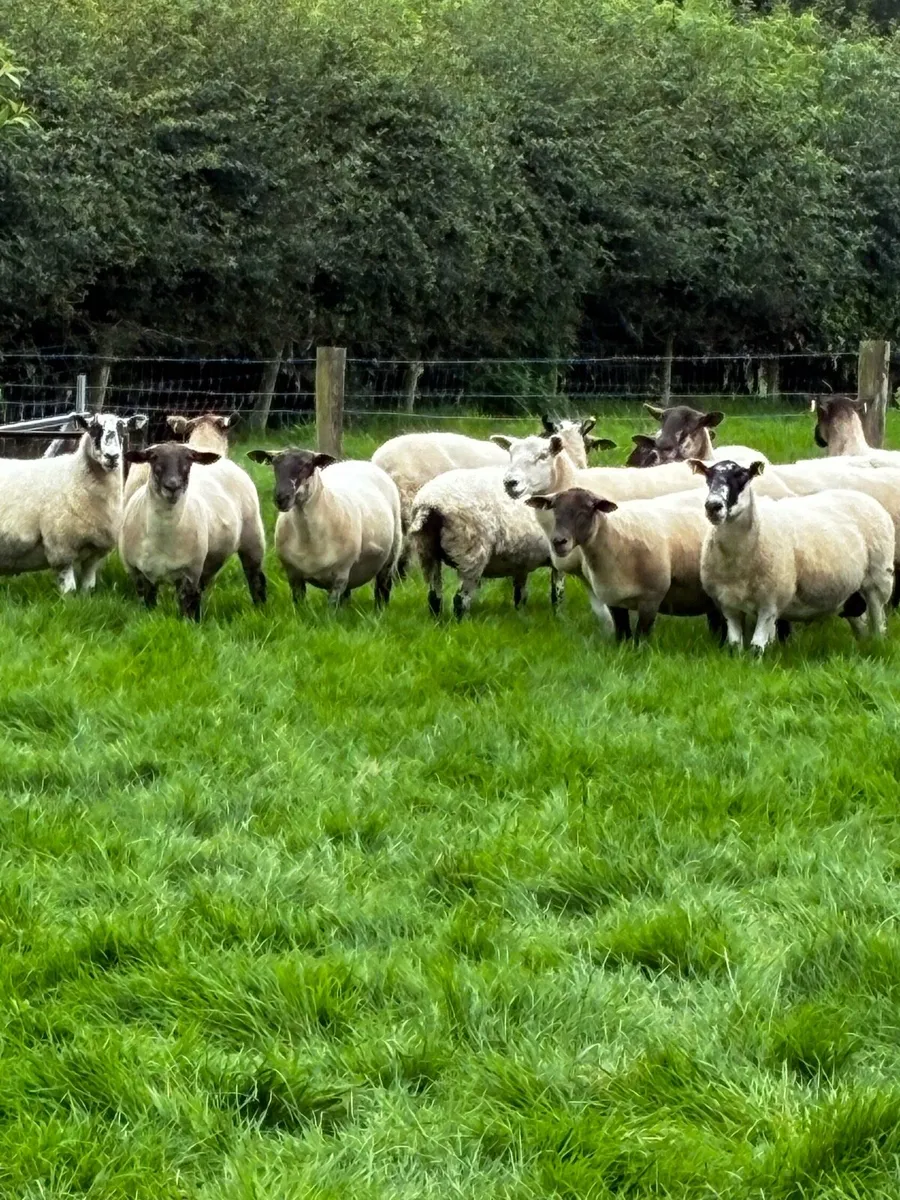 Breeding ewes - Image 1