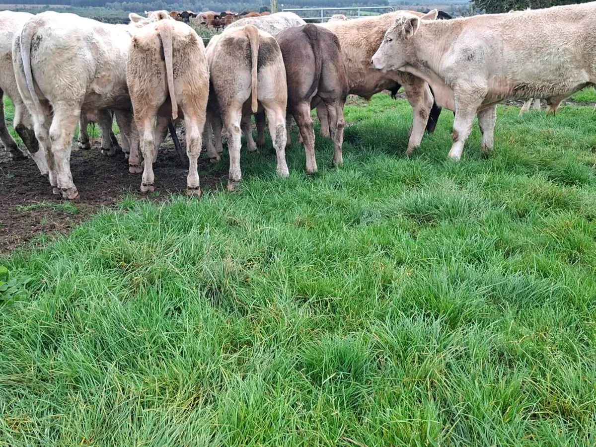 20 bullocks - Image 2