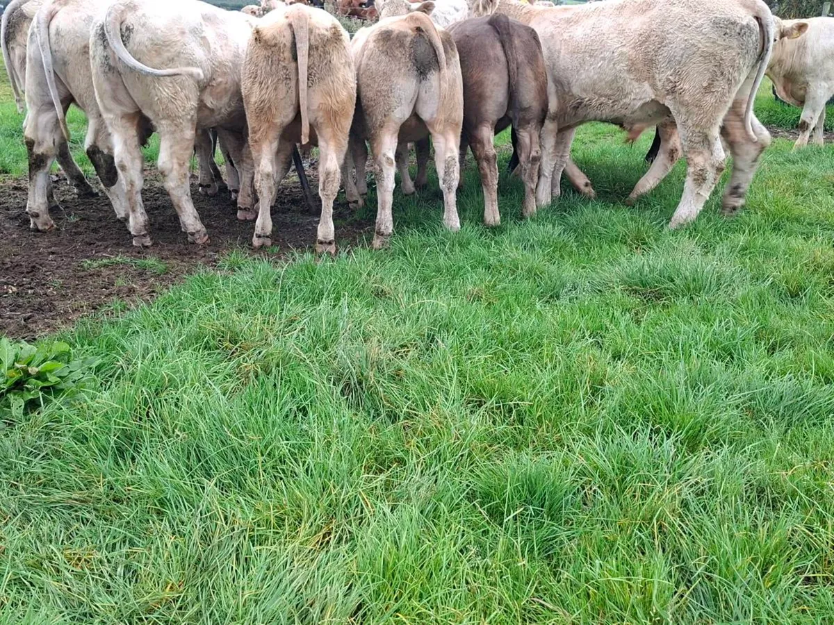 20 bullocks - Image 3