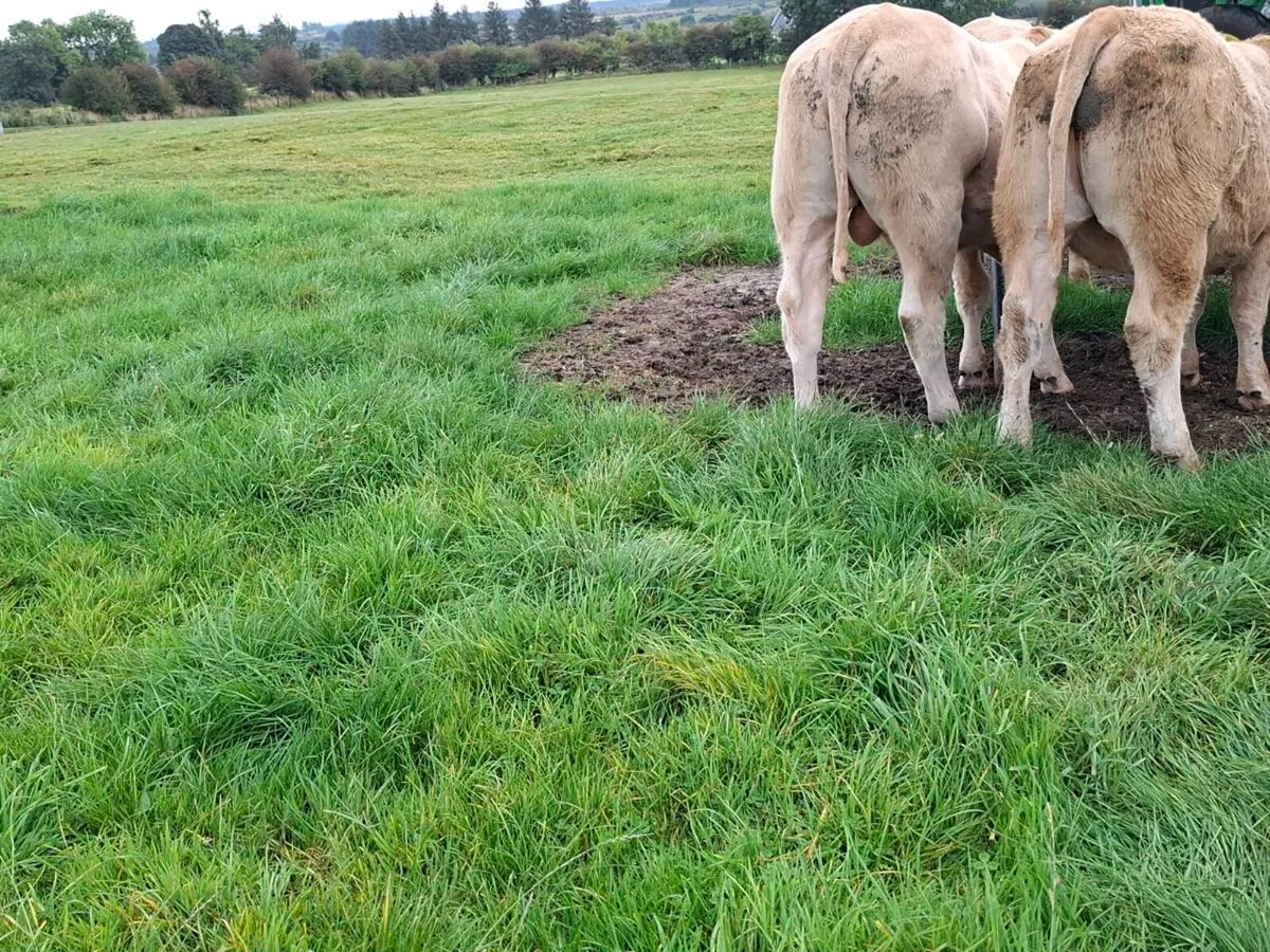 20 bullocks - Image 4