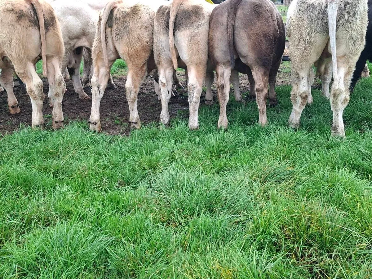 20 bullocks - Image 1