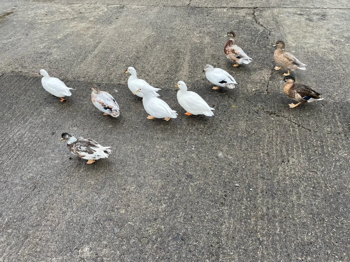 Call ducks - Image 1