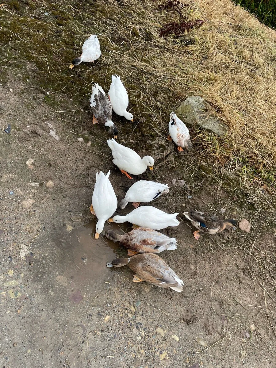 Call ducks - Image 3