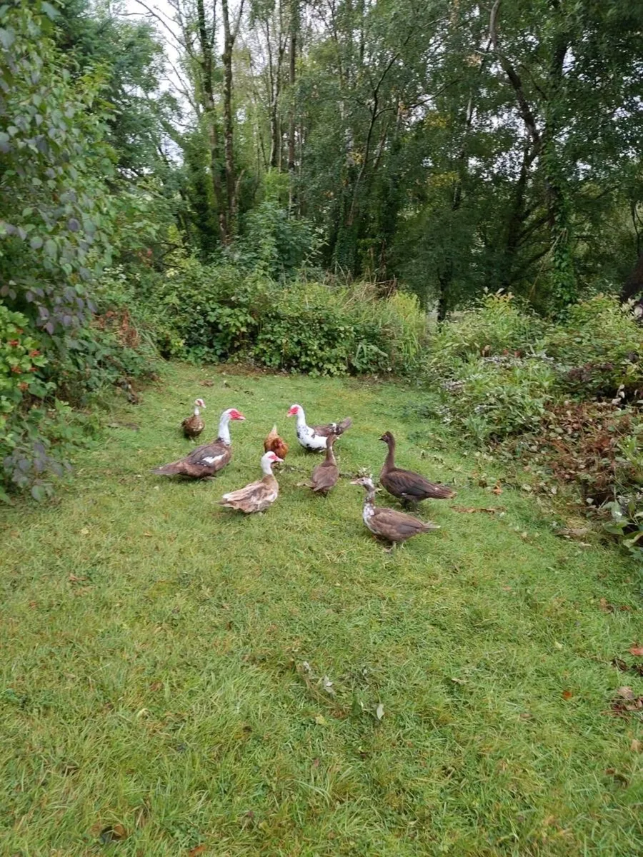 Muscovy Ducks