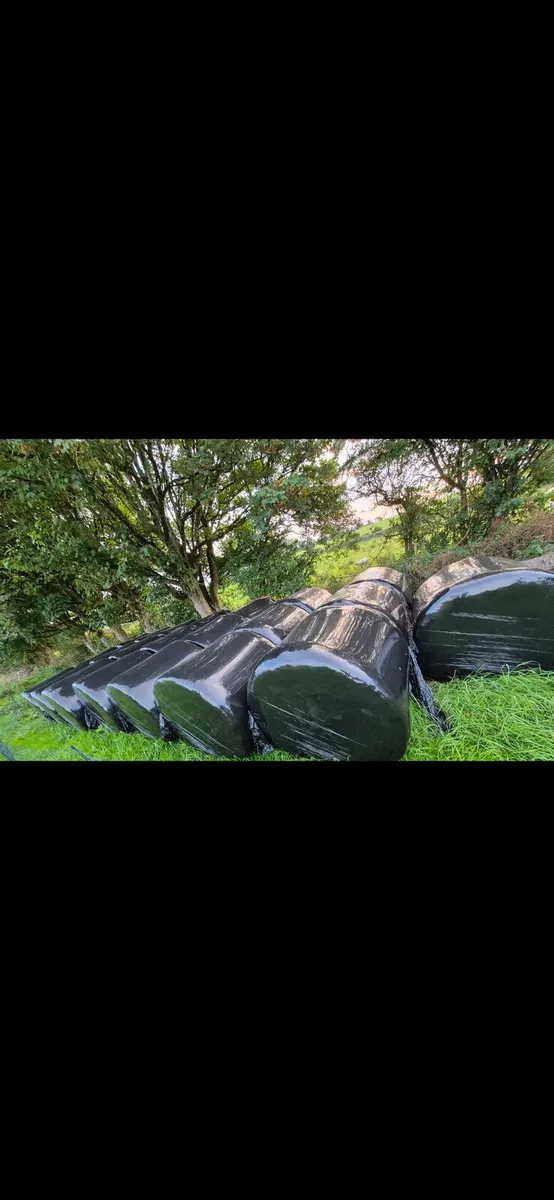 Bales of silage