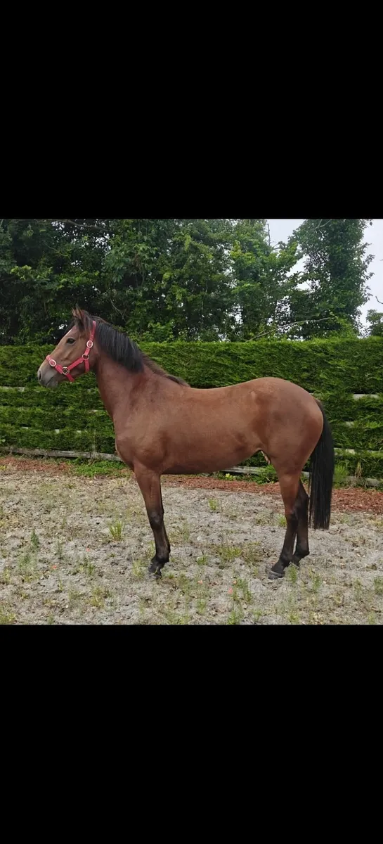 3 Year Old Gwennic De Goariva TIH Filly - Image 3