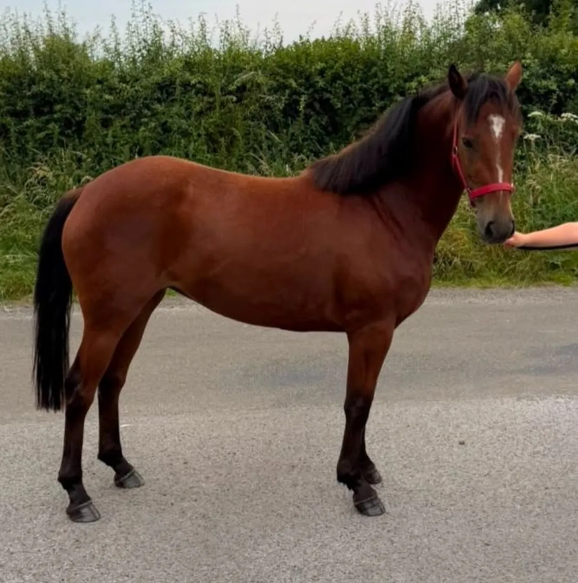 3 Year Old Gwennic De Goariva TIH Filly - Image 4