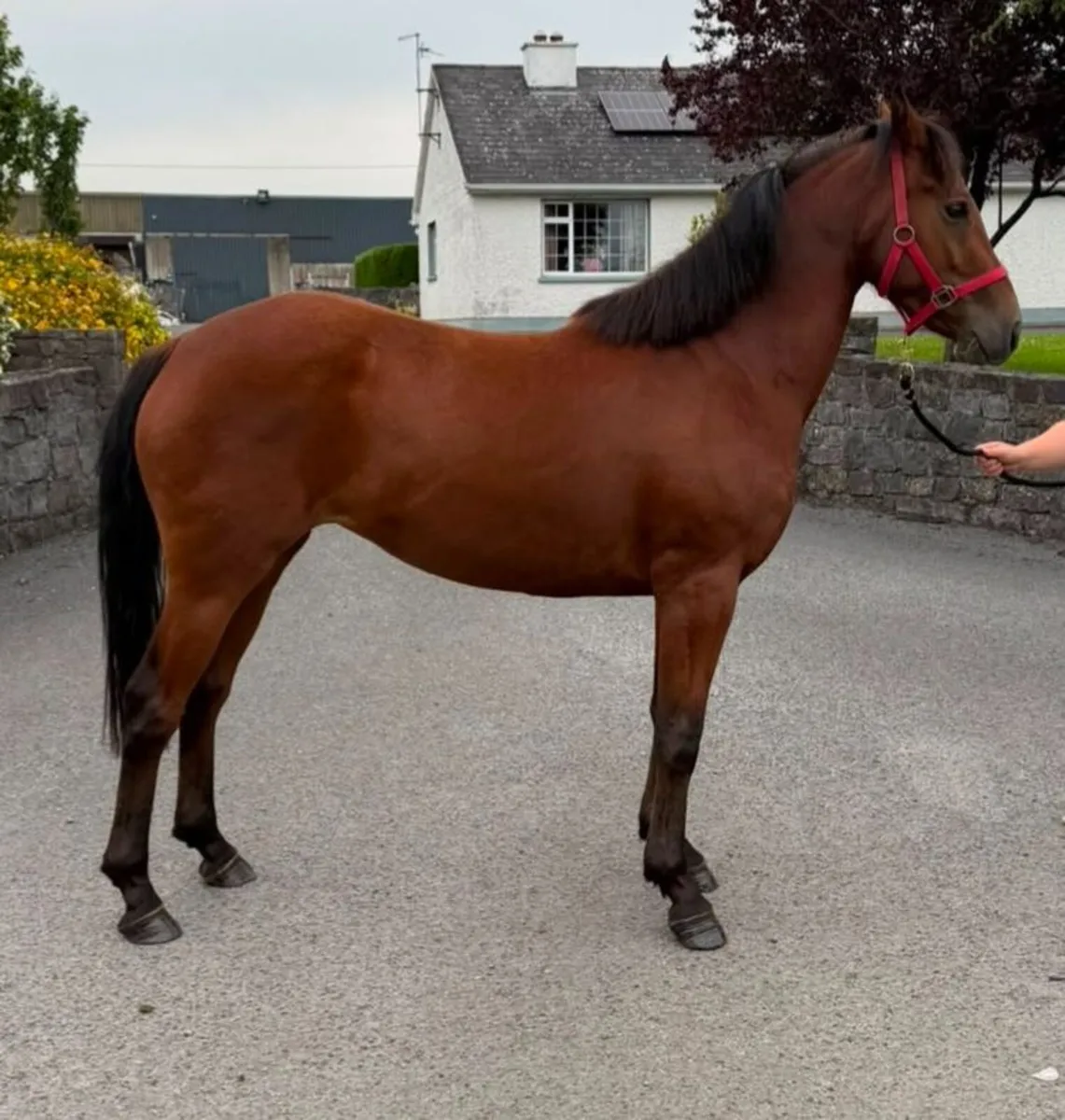 3 Year Old Gwennic De Goariva TIH Filly - Image 2