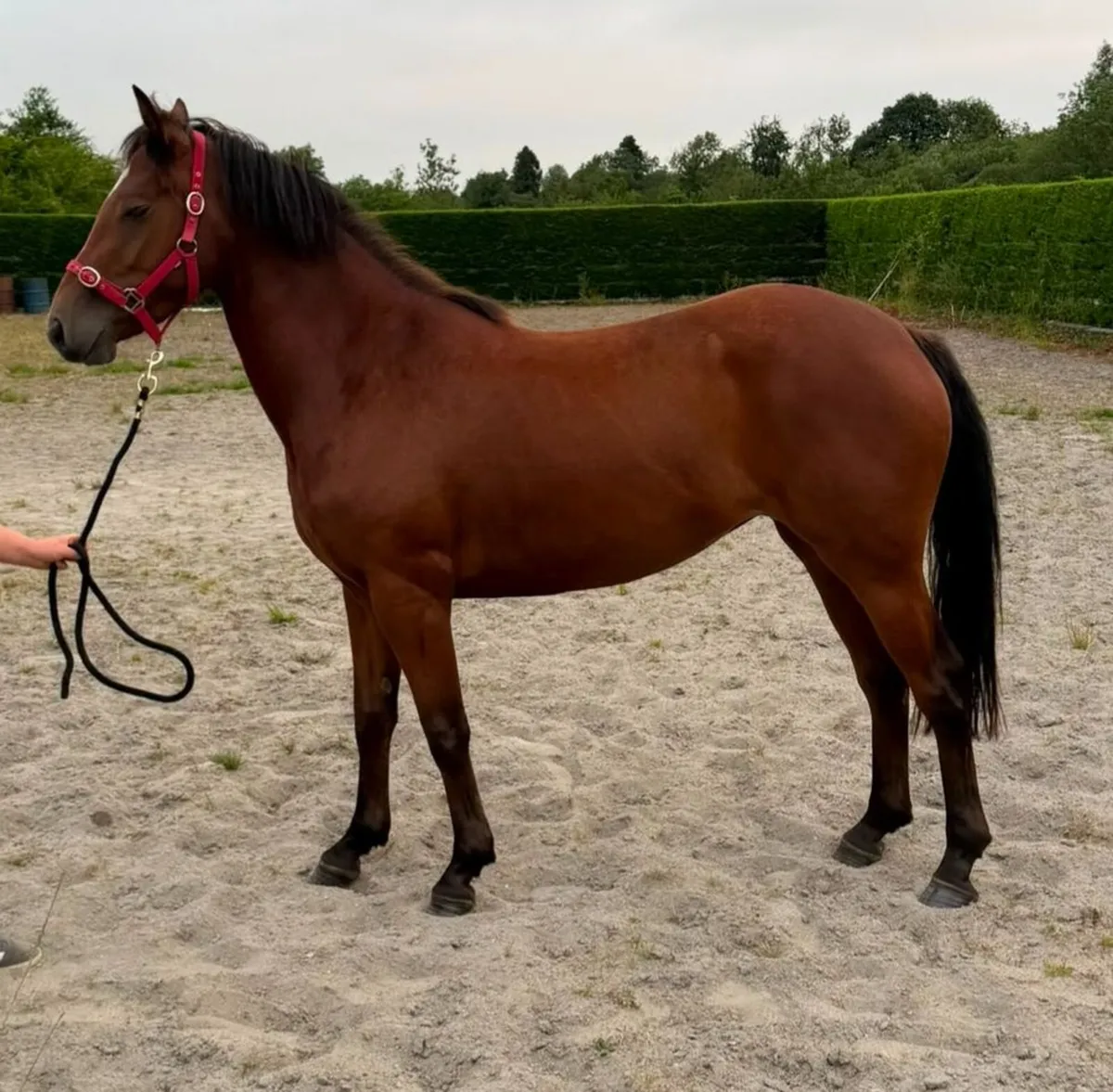 3 Year Old Gwennic De Goariva TIH Filly - Image 1