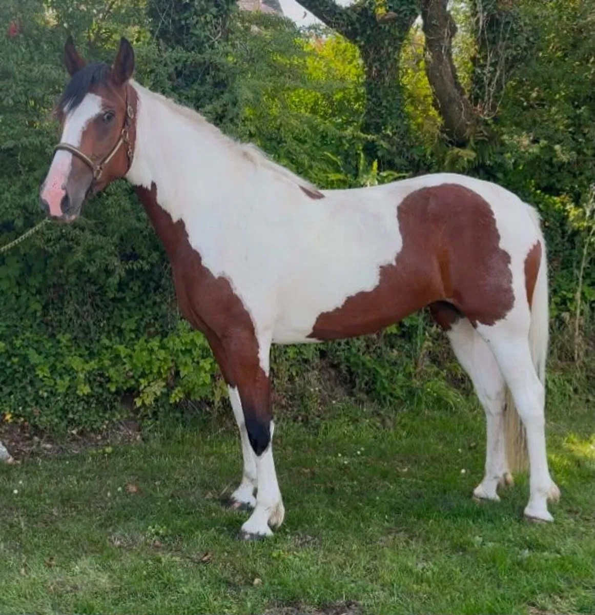 Stunning 3year old Filly - Image 3