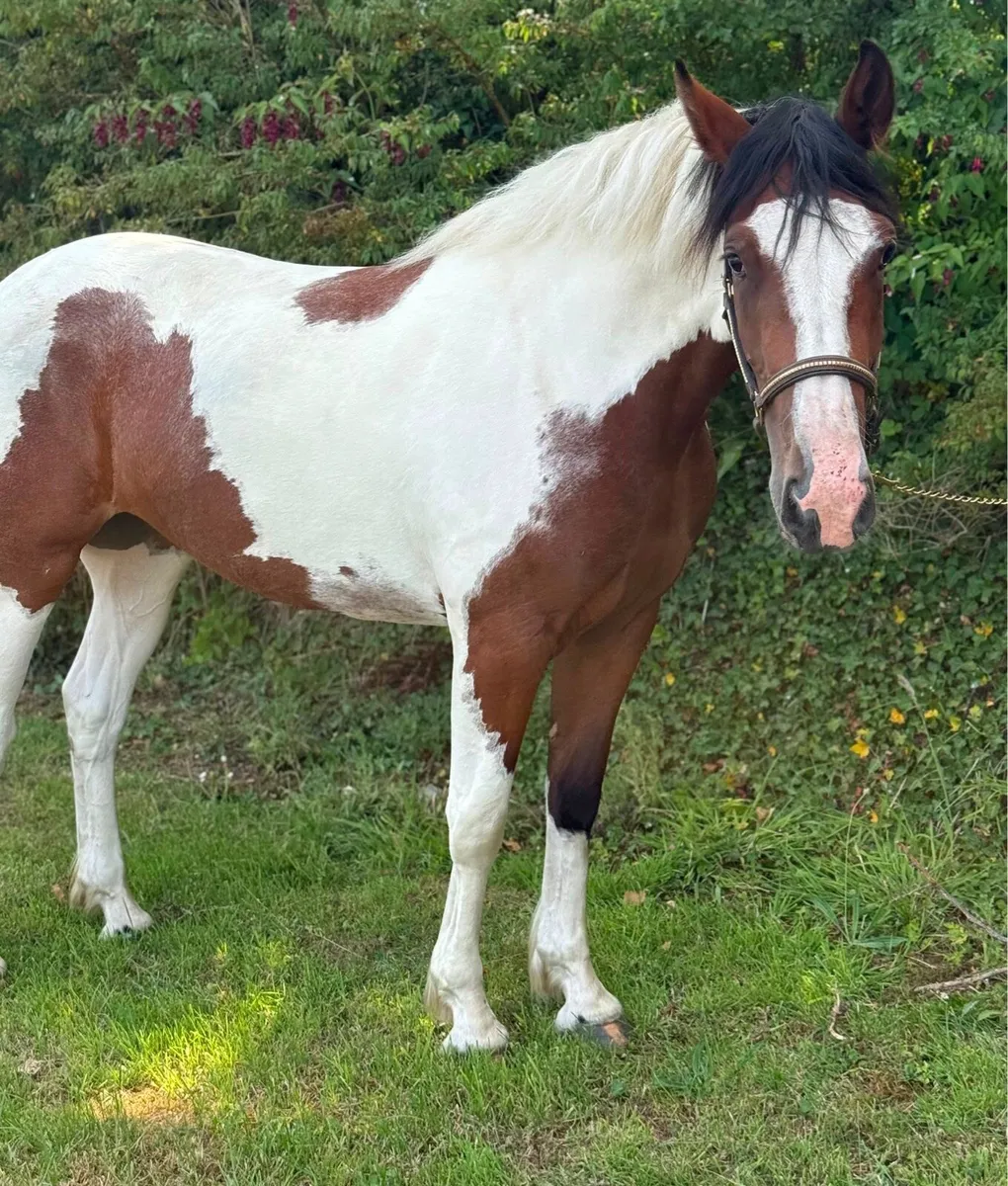 Stunning 3year old Filly - Image 4