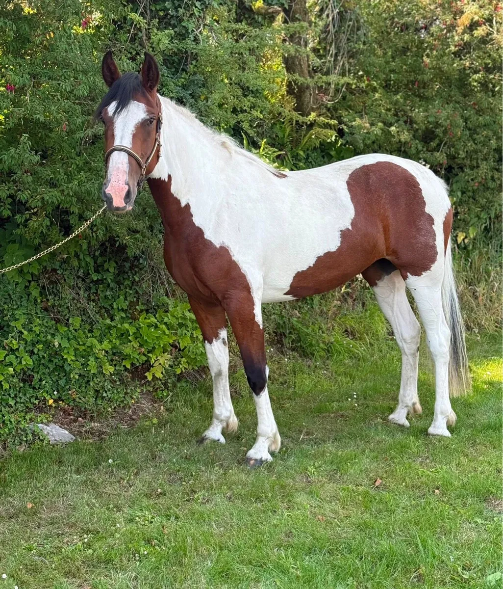 Stunning 3year old Filly - Image 1