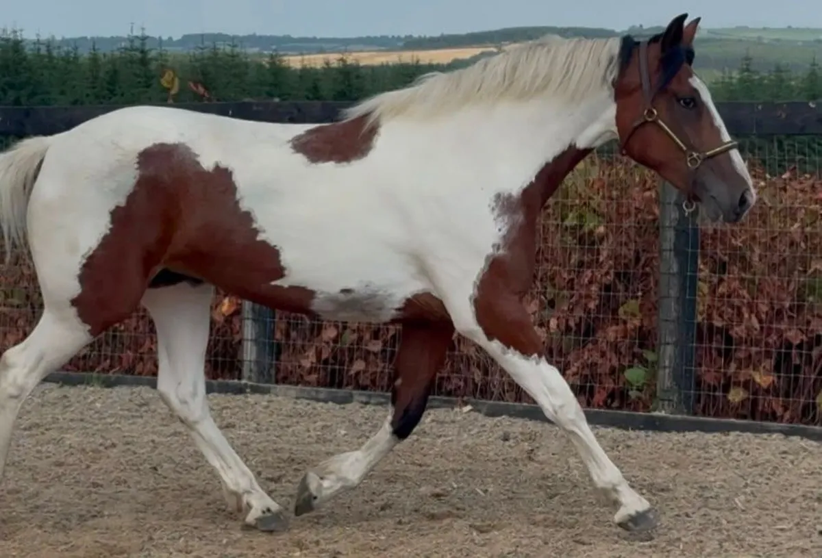 Stunning 3year old Filly - Image 2