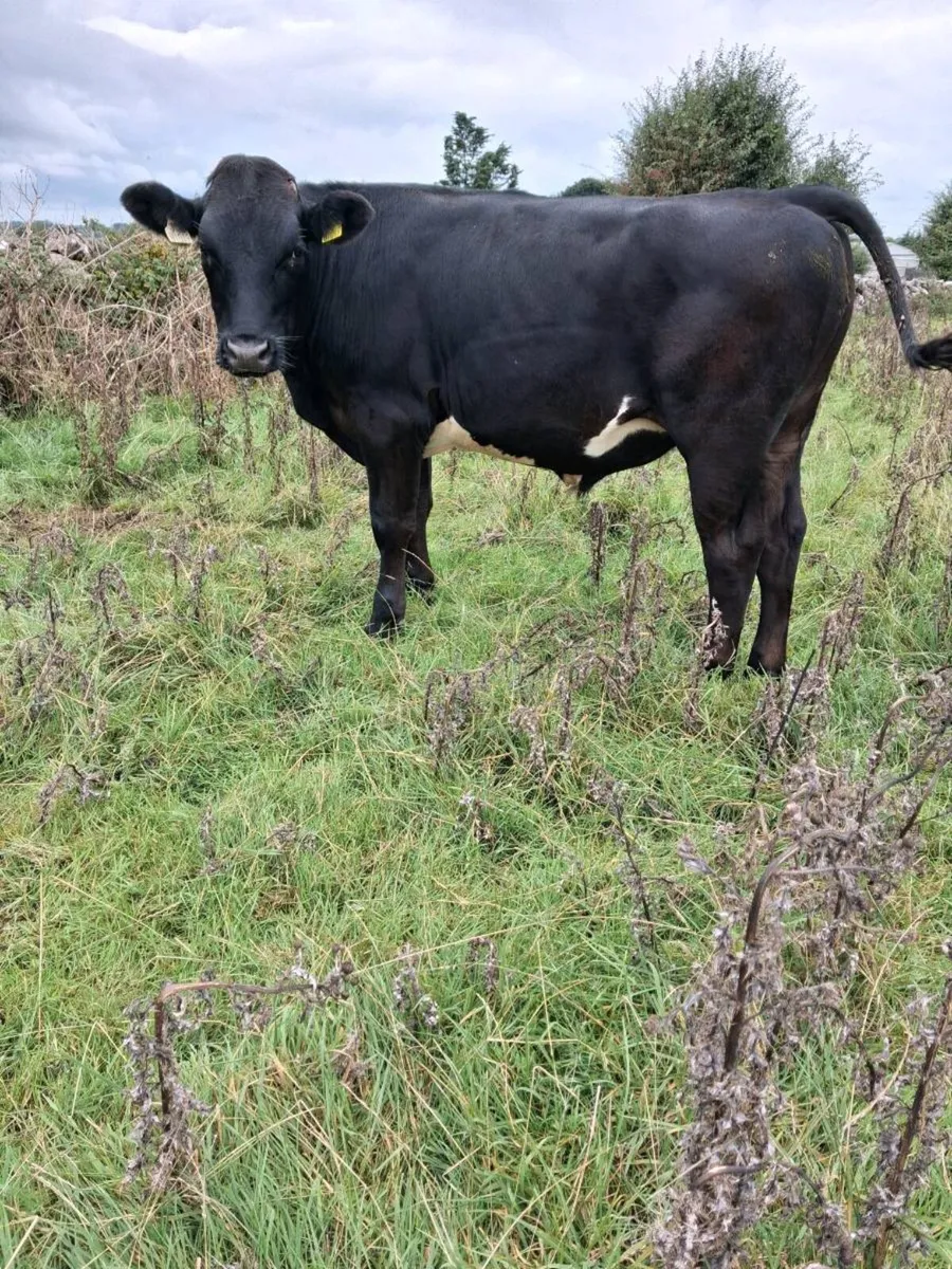 Bullocks - Image 4