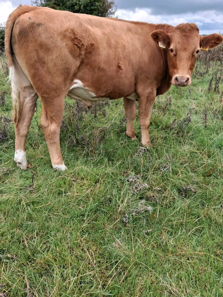 Bullocks - Image 1