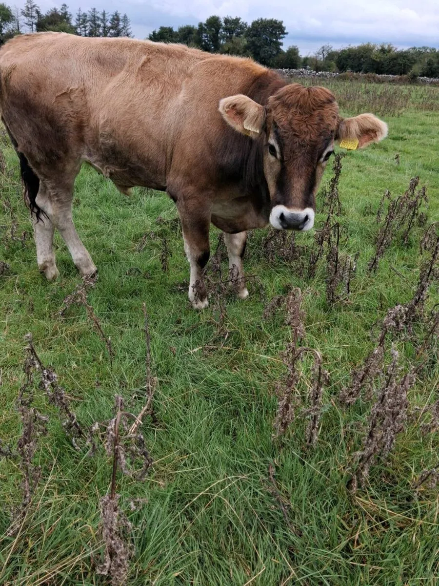Bullocks - Image 2