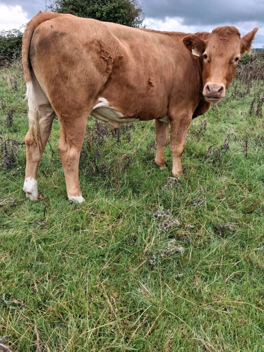 Bullocks - Image 3