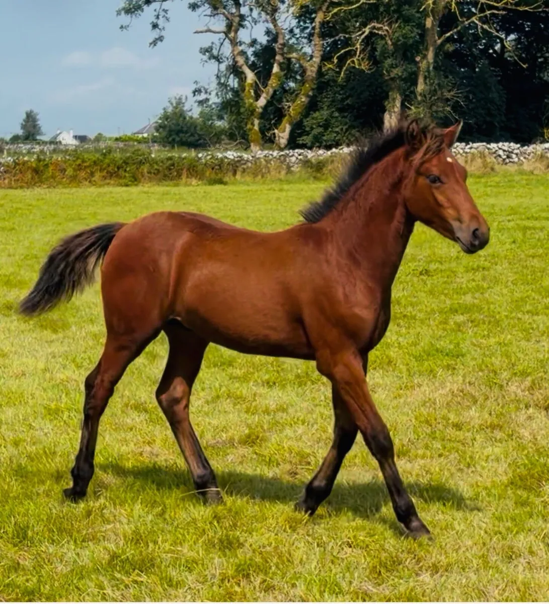 Connemara Colt foal - Image 1