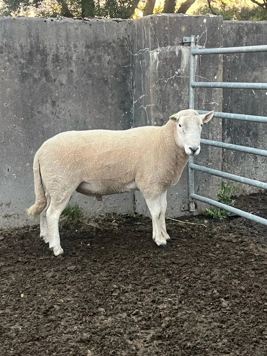 Cheviot ram - Image 1