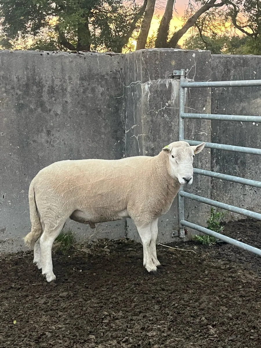 Cheviot ram - Image 2