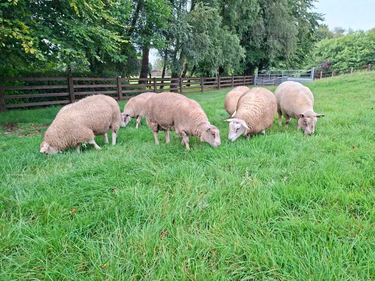 Belclare & Charollais Rams - Image 2