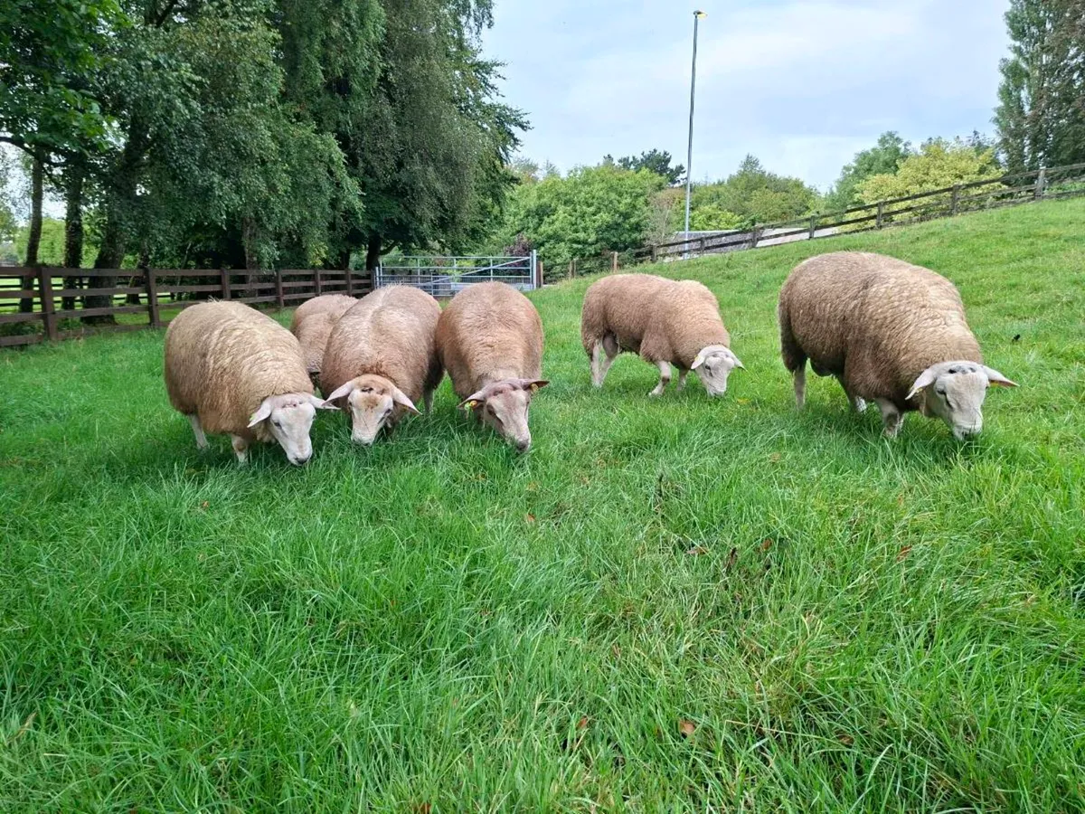 Belclare & Charollais Rams - Image 4